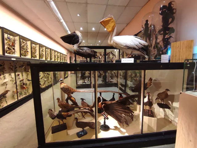 Musée des beaux-arts et d'histoire naturelle de Châteaudun