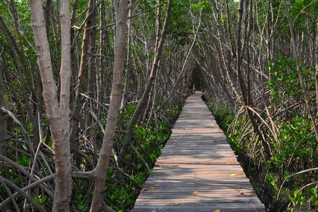 Laem Phak Bia Environment Research Development Project
