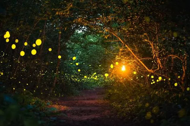 Santuario de las Luciérnagas, Tlaxcala - Bosque Mágico