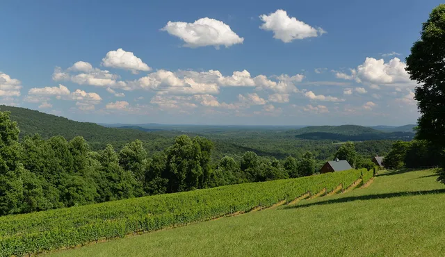 Chester Gap Cellars