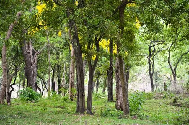 Sandalwood Forest