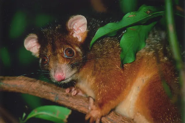 Wildcare Australia Inc