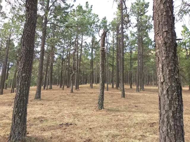 El Pinar de los Ciervos