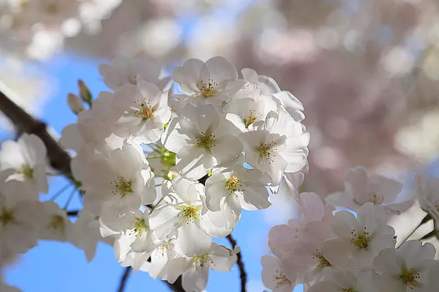 Nerima Kuritsu Oizumigakuen Park