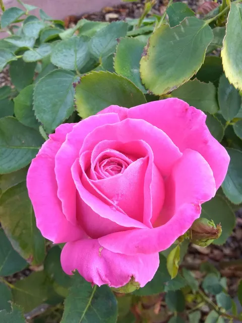 Albuquerque Rose Garden / Albuquerque Rose Society