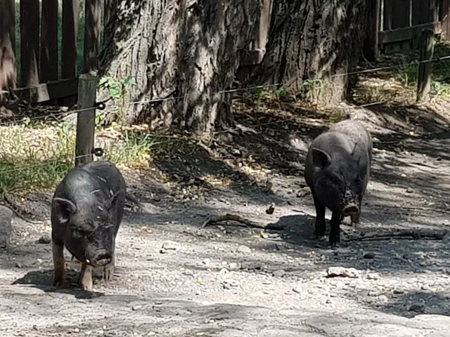Heimattierpark Südpark Merseburg