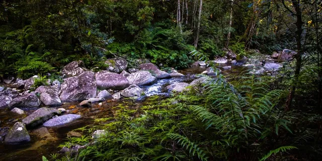 Washpool National Park