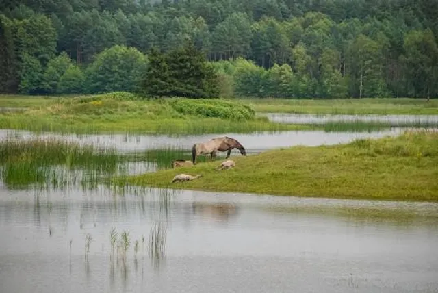 Beach Zwierzyniec Echo Pond
