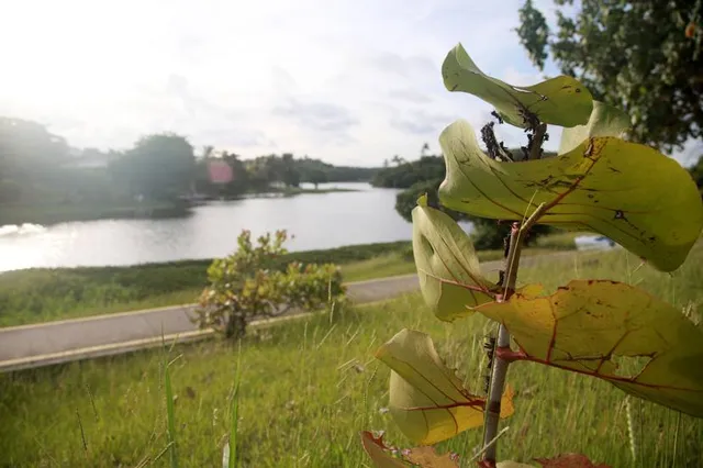 Parque Metropolitano de Pituaçu