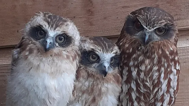 Valley View Falconry