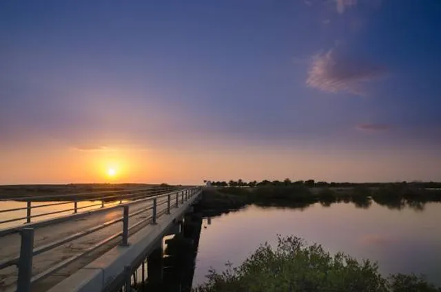 Khor Kalba Mangrove reserve