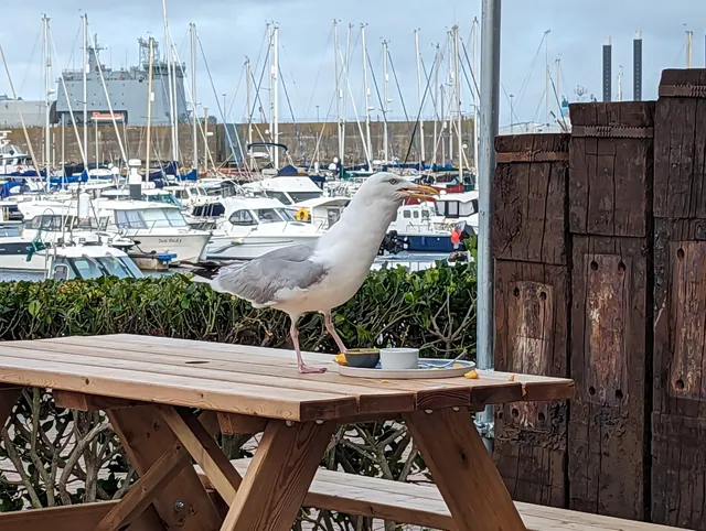 Salt at Portland Marina