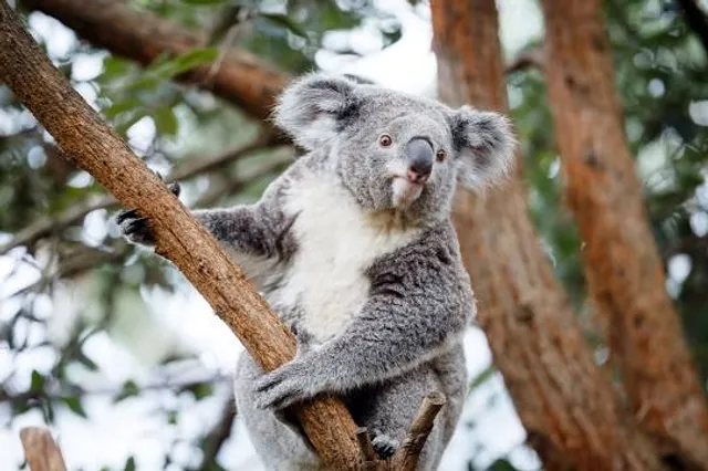 Koala Park Sanctuary Sydney
