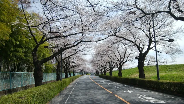 Tamagawa Gohonmatsu Park