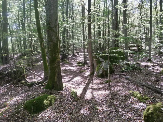 Skinsagylet naturreservat