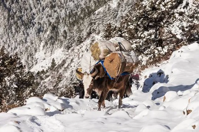 Die Triefen von Hinterthal
