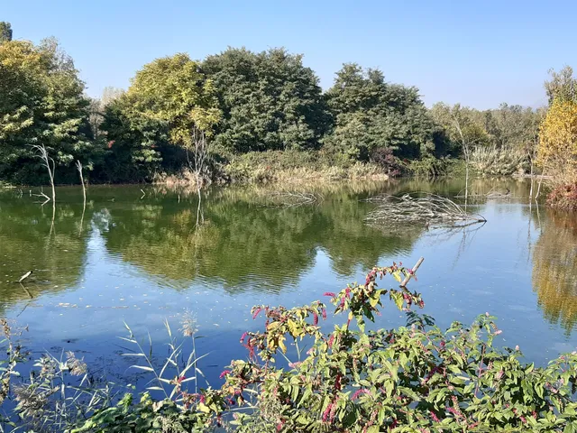 Oasi il picchio verde