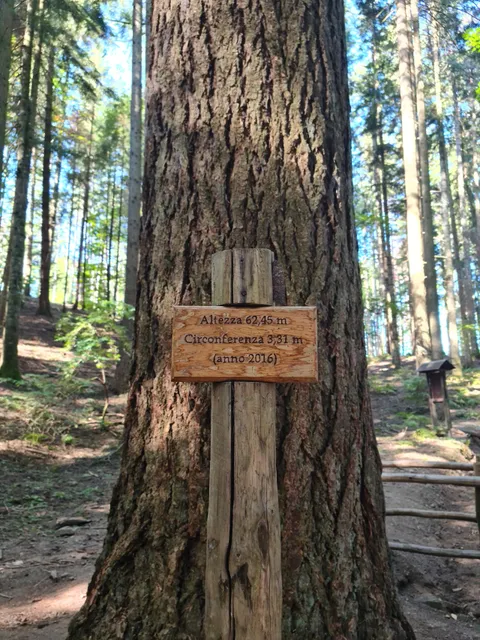 Albero più alto d'Italia