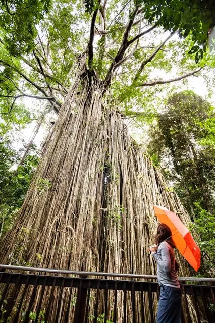Curtain Fig National Park