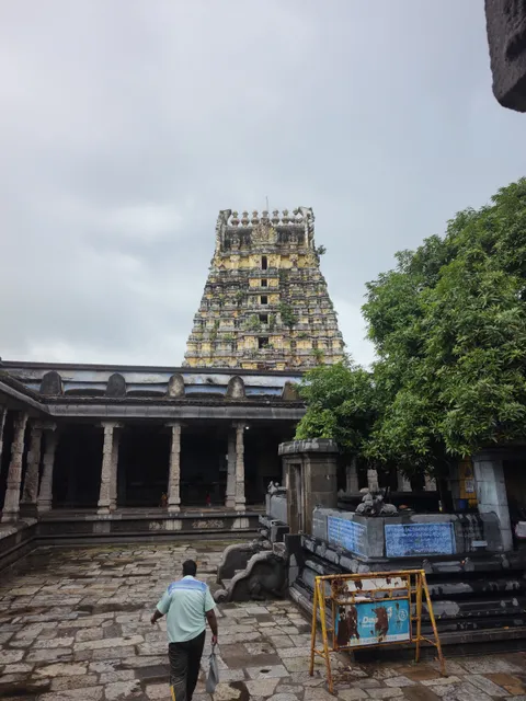 Sthala Vriksham Mango Tree