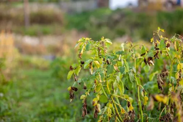Château de la Bussiere