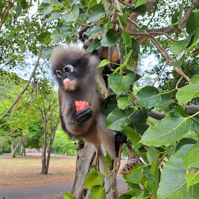 San Chao Pho Khao Lom Muak