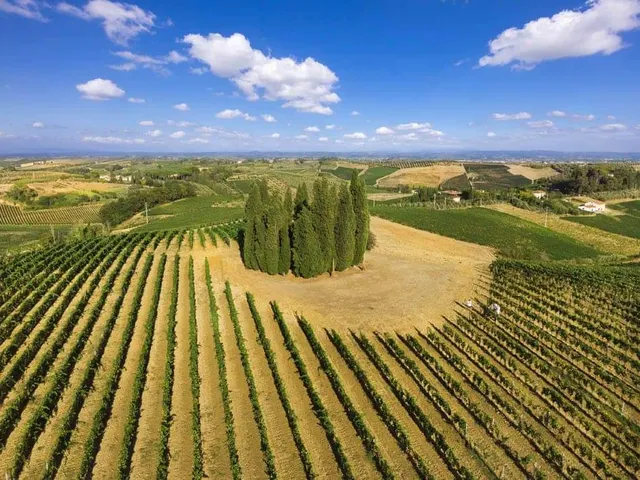 I Cipressi di Fattoria Dianella 1