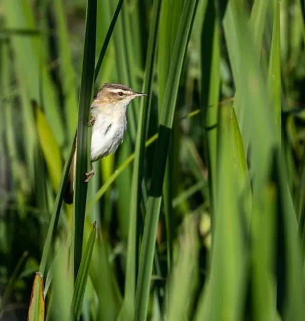 Lee Valley Country Park