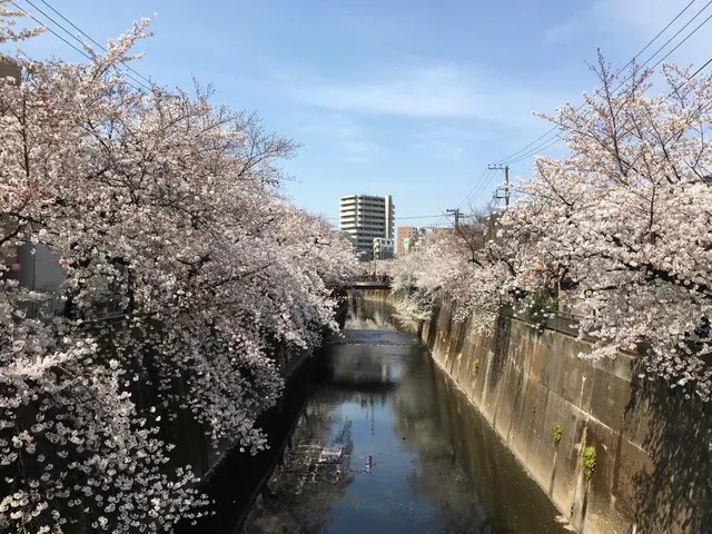 Shakuji River Green Road