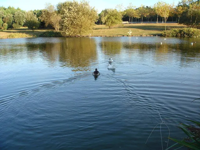 Lago do Parque da Cidade