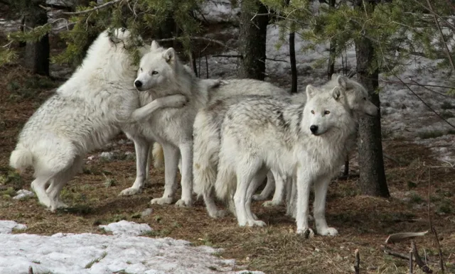 Parc Mahikan, les loups du Nord