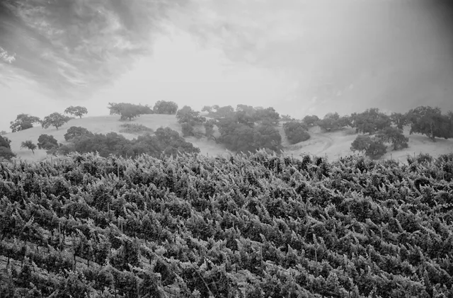 Stolpman Vineyards - Los Olivos Tasting Room