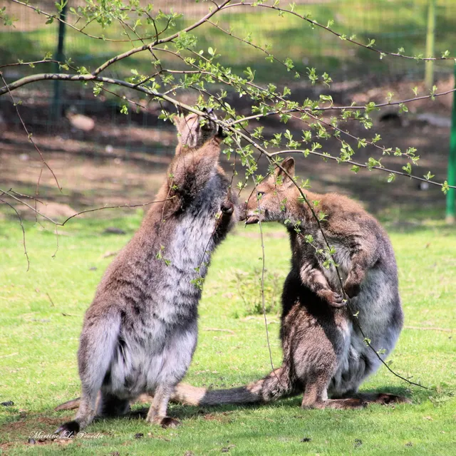 Parc animalier du Quinquis