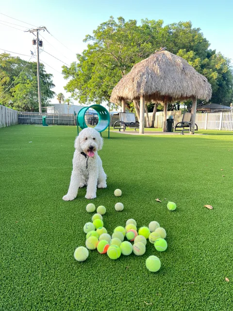 South Miami Dog Park