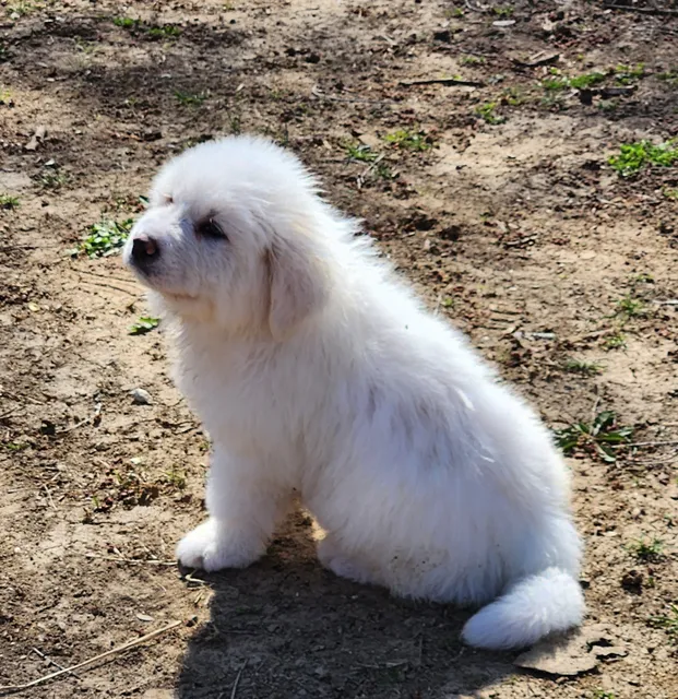 Humane Society of Atchison