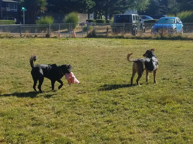 Agate Beach Neighborhood and Dog Park