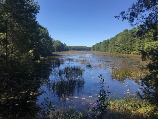 Bass River State Forest