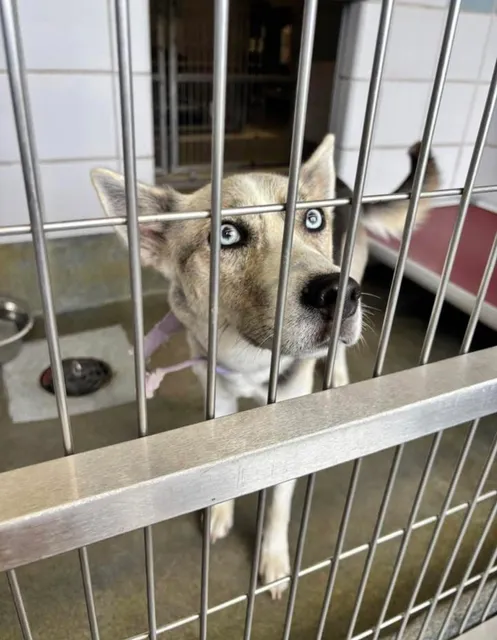 City Of San Antonio Animal Care Services