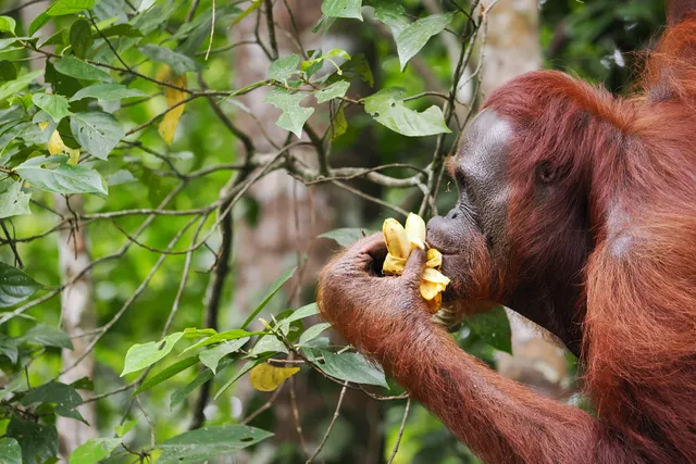 Semenggoh Park Entrance