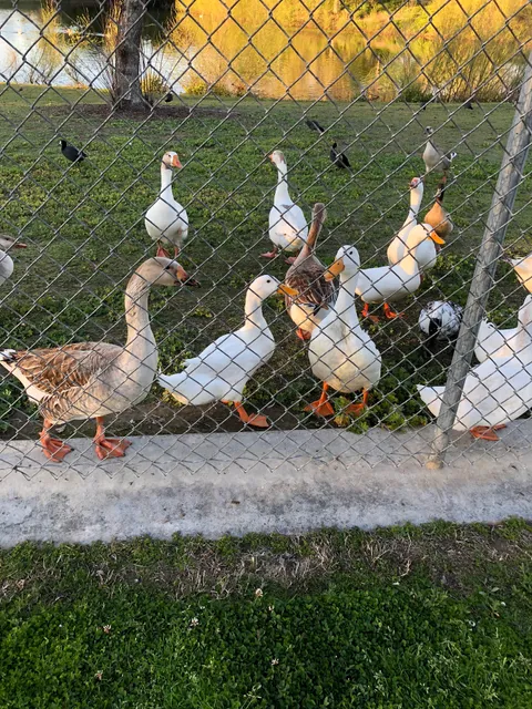 Tennis Court At Campus Park South