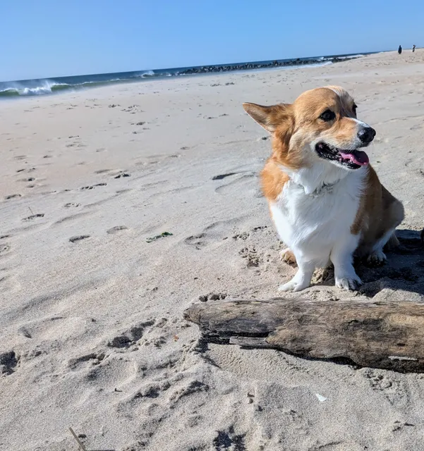 Asbury Park Dog Beach