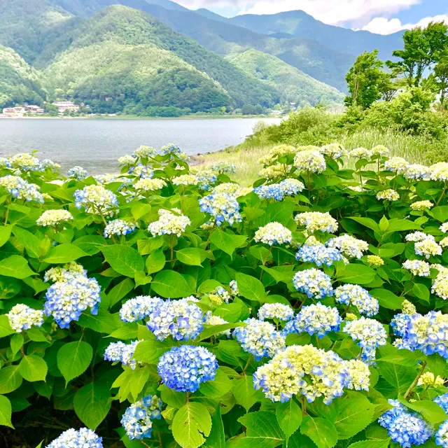 Yagizaki Park Lavender Field