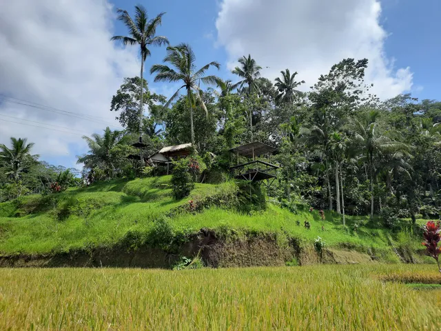 Ceking rice terace Tegallalang