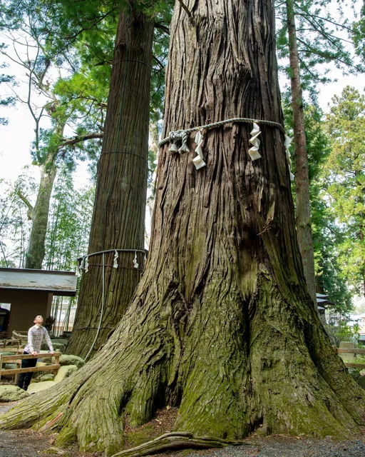河口浅間神社 七本杉(樹齢1200年以上)