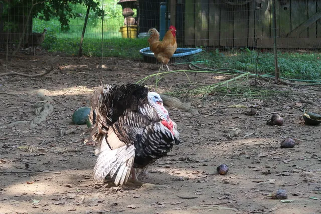 Freddie’s Fruits & Vegetables