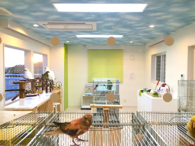 ふわふわインコ