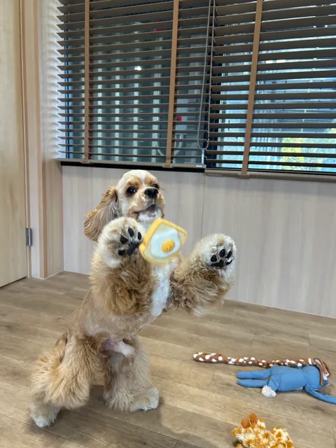 犬の幼稚園 bonne puppy 立売堀店