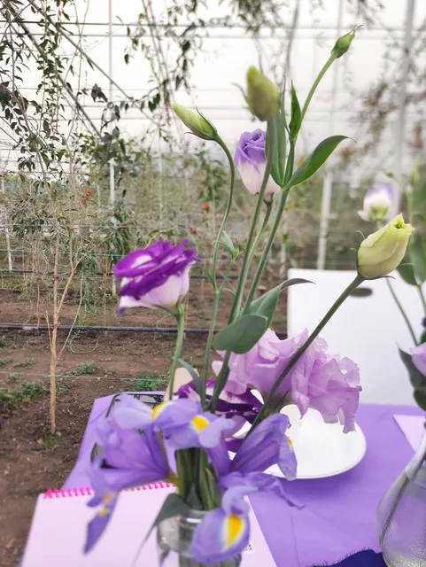 Plantaža Marjanović