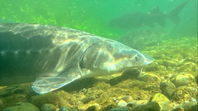 Agroittica Lombarda - Calvisius Caviar