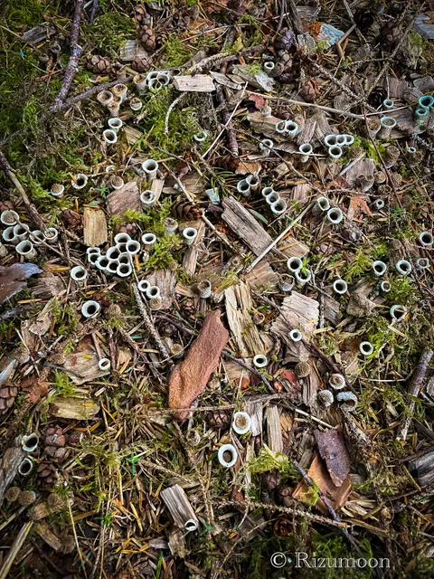 Kilchis River County Campground